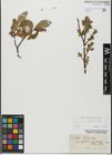 Foto von Salix glabra Scop.